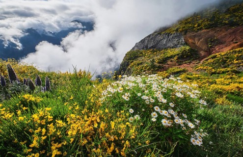 Madeira landscape with daisy and Pride of madeira flowers and blooming Cytisus shrubs and mountains