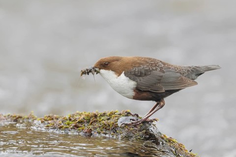 White-throated Dipper (Cinclus cinclus) on a mossy stone on the bank of a river, with caddis fly