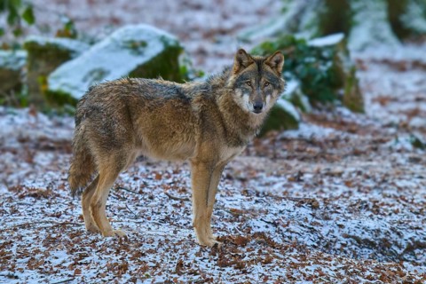 A wolf stands at attention in a snowy forest, Winter, Wolf (Canis lupus), Germany