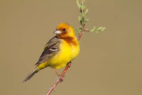 Red-headed Bunting - Braunkopfammer - Emberiza bruniceps, Kazakhstan, adult male