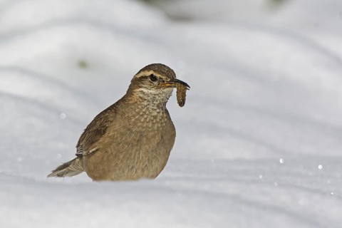 Buff-winged Cinclodes fuscus (Cinclodes fuscus), Santiago Metropolitan, Chile
