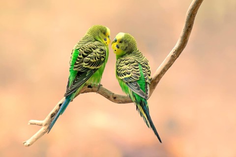 Budgerigar (Melopsittacus undulatus), adult, pair, Alice Springs, Northern Territory, Australia