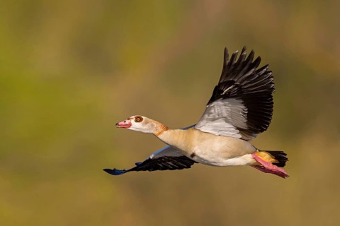Nile Goose, (Alopochen aegyptiacus), flight photo, animals, geese, goose birds, Wagbachniederung,