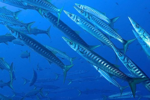 European barracuda (Sphyraena sphyraena)