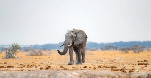 African elephant (Loxodonta africana), adult male, Nxai Pan National Park, Botswana