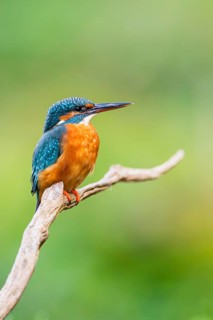 Common kingfisher (Alcedo atthis) sitting on an old wooden branch in late summer, wildife, Bavaria,