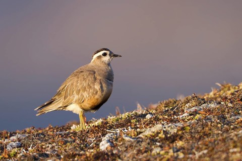 Eurasian Dotterel (Charadrius morinellus), Grisons, Switzerland