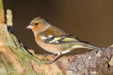 Buchfink (Fringilla coelebs), Chaffinch, Altvogel, Maennchen, Dezember, NSG Dingdener Heide,