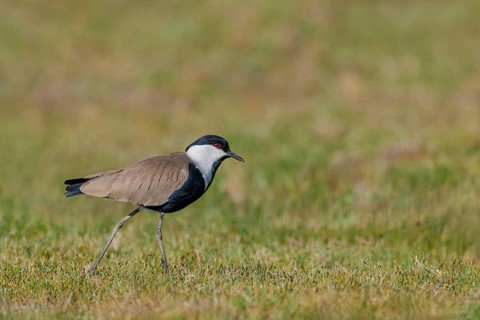 Spornkiebitz, Vanellus spinosus Spur-winged Lapwing, Vanellus spinosus
