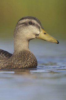 American Black Duck (Anas rubripes), Newfoundland, Canada