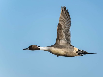 Northern Pintail, Anas acuta, male in flight over winter marshes