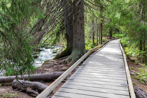 The hiking trail leads through Fulufjället National Park, Dalarnas län, Sweden via a boardwalk