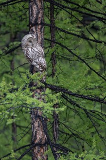 Ural Owl (Strix uralensis yenisseensis) perched in tree, Lake Khuvsgul, Mongolia