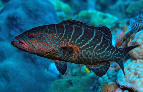 Underwater photo of tiger grouper (Mycteroperca tigris) predator swimming through coral reef,