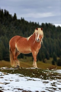 A solitary bay horse on a snow-covered hill in front of a forest