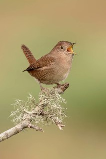 House Wren (Troglodytes aedon) male singing, Texas, USA