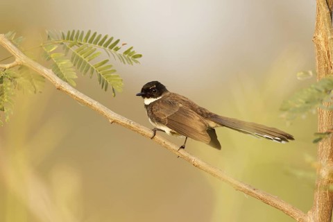 Malaysian Pied Fantail (Rhipidura javanica), Bangkok, Thailand