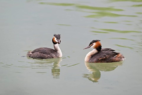 Great Crested Grebe (Podiceps scalloped ribbonfish), pair swimming in Lake Zug, Canton Zug,