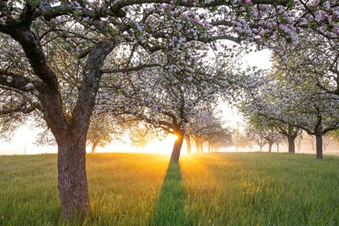 Fresh blossom, morning light, ground mist... simply magical! Foothills orchard meadow in bloom -