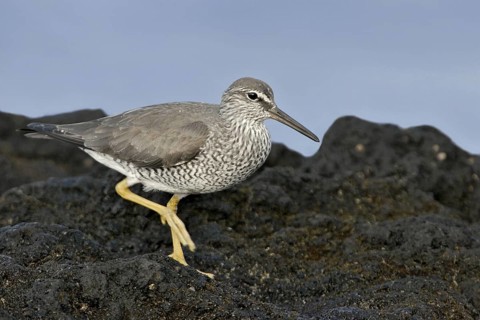 Wandering Tattler (Tringa incana)Hawaii, USA