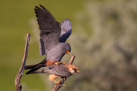 Red-footed Falcon (Falco vespertinus) pair mating, Subotica, Serbia