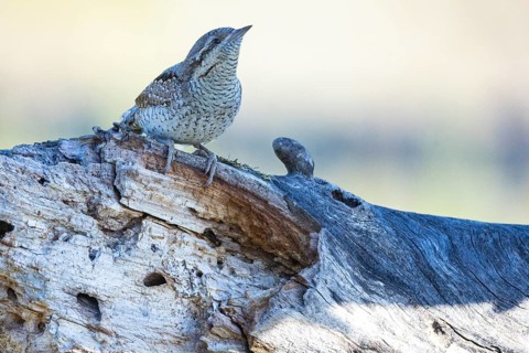 Eurasian wryneck (Jynx torquilla) Germany