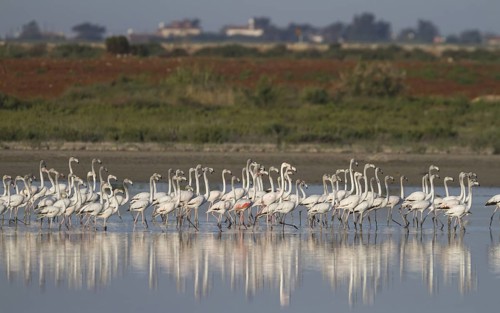 Greater Flamingo (Phoenicopterus roseus), Cyprus