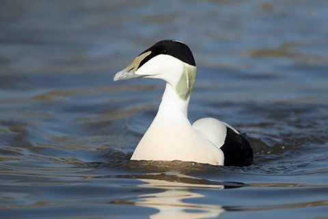 Common eider duck (Somateria mollissima) adult male bird on a lake, England, United Kingdom