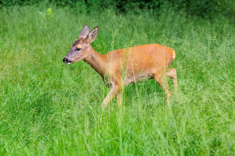 A female roe deer (Capreolus capreolus) crosses a green meadow. Bavaria, Germany
