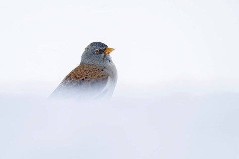 Snowfinch (Montifringilla nivalis) in winter, Hafelekar, Karwendel mountains, Tyrol, Austria