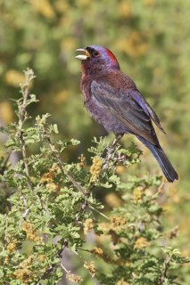 Varied Bunting (Passerina versicolor) perched on a branch in southern Arizona, USA