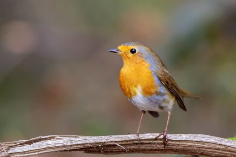 European Robin (Erithacus rubecula) perched on a branch, North Rhine-Westphalia, Germany