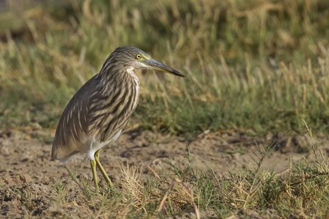 Indian Pond Heron (Ardeola grayii), Oman