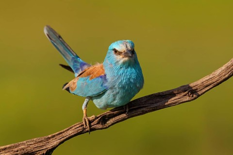 European roller (Coracias garrulus), on perch, Tower Hide, Tiszaalp-r, Kiskuns-gi National Park,