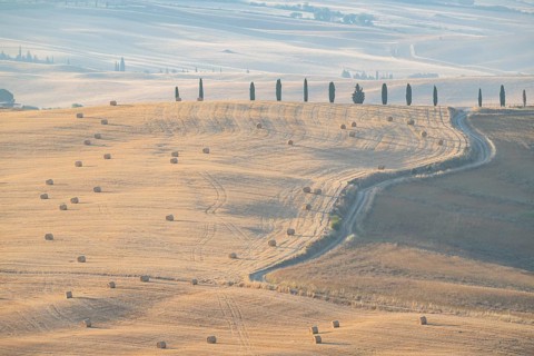 Typical Tuscan landscape in Val d'Orcia with hills, trees, fields, farmhouses and cypresses in