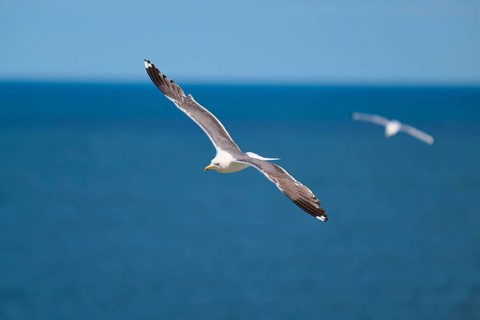 A gull flies calmly over the endless blue sea, Great Black-backed Gull (Larus marinus), Seahouses,