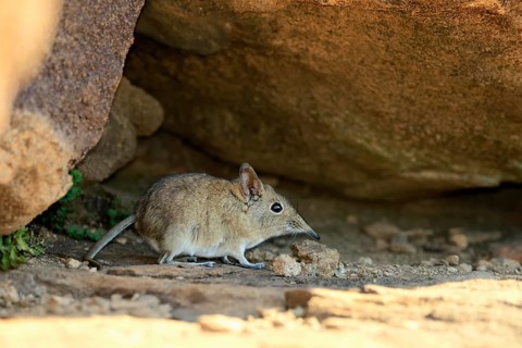 Short-eared elephant shrew (Macroscelides probosideus), adult, foraging, Mountain Zebra National