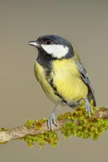 Great Tit (Parus major), sitting on a branch overgrown with moss and lichen, Wildlife, Animals,
