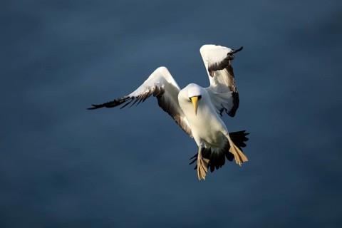 Masked Booby (Sula dactylatra tasmani) approaching, Norfolk Island