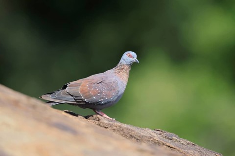 Guinea Pigeon (Columba guinea), Streak-necked Pigeon, adult, on rocks, foraging, Mountain Zebra