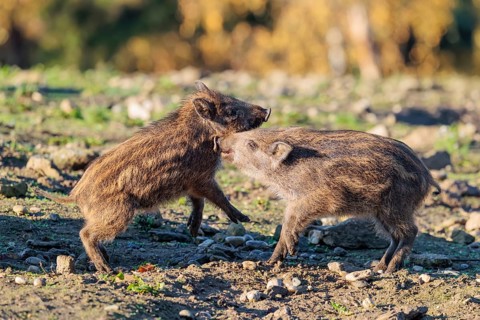 Two young wild boars (Sus scrofa) are fighting fiercely in the early morning light in a clearing.