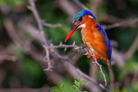 Crested Kingfisher, Corythohrnis cristatus, (Alcedo cristata), Kingfisher family, Malachite