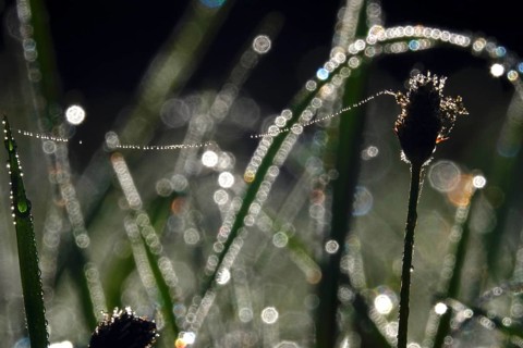 Meadow in spring with dewdrops, Germany