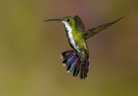 Green-breasted Mango (Anthracothorax prevostii) - at Laguna Lagarto Lodge near Boca Tapada, Costa