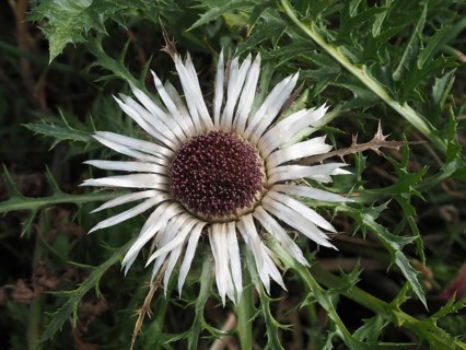 Silver thistle (Carlina acaulis)