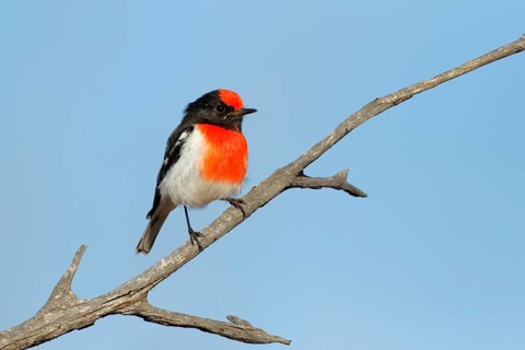 Red-capped Robin (Petroica goodenovii) male, Northern Territory, Australia
