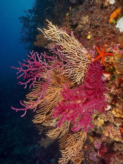 Colourful corals in various shapes and colours and a red starfish (Echinaster sepositus) in the