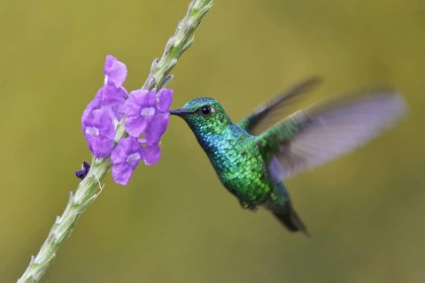 Blue-tailed Emerald (Chlorostilbon mellisugus), Manu National Park, Peru