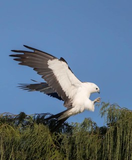 Swallow-tailed Kite (Elanoides forficatus) flying, Florida, USA