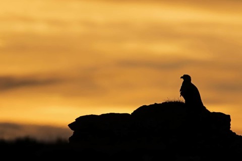 White-tailed Eagle (Haliaeetus albicilla) perched on a rock, Finnmark, Norway